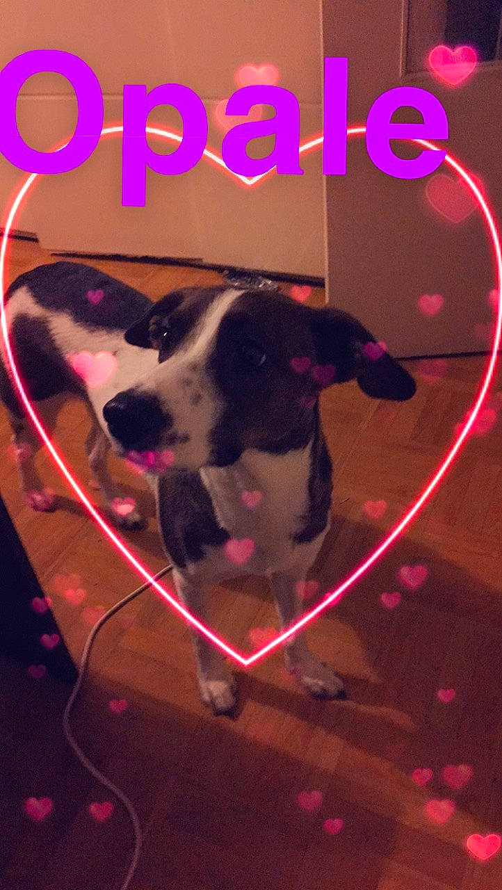 Opale a rejoint le concours — aidez-le/la à gagner de superbes lots ! canidae, carnivore, dog, dog_breed, fawn, love, non_sporting_group, photo_caption, pink, sporting_group