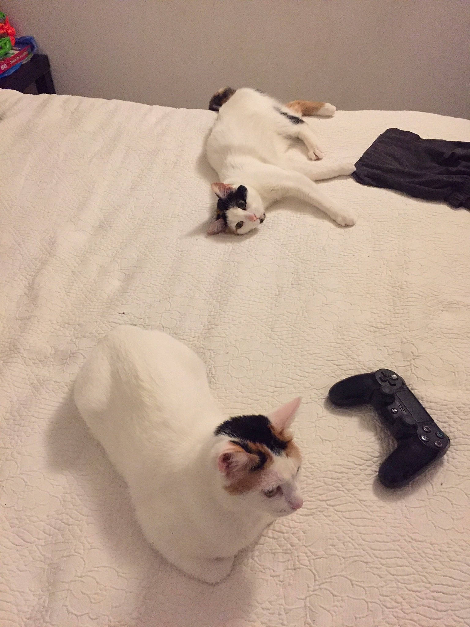 Neige Et Ziya a rejoint le concours — aidez-le/la à gagner de superbes lots ! canidae, carnivore, cat, fawn, felidae, french_bulldog, kitten, nap, small_to_medium_sized_cats, tail, whiskers