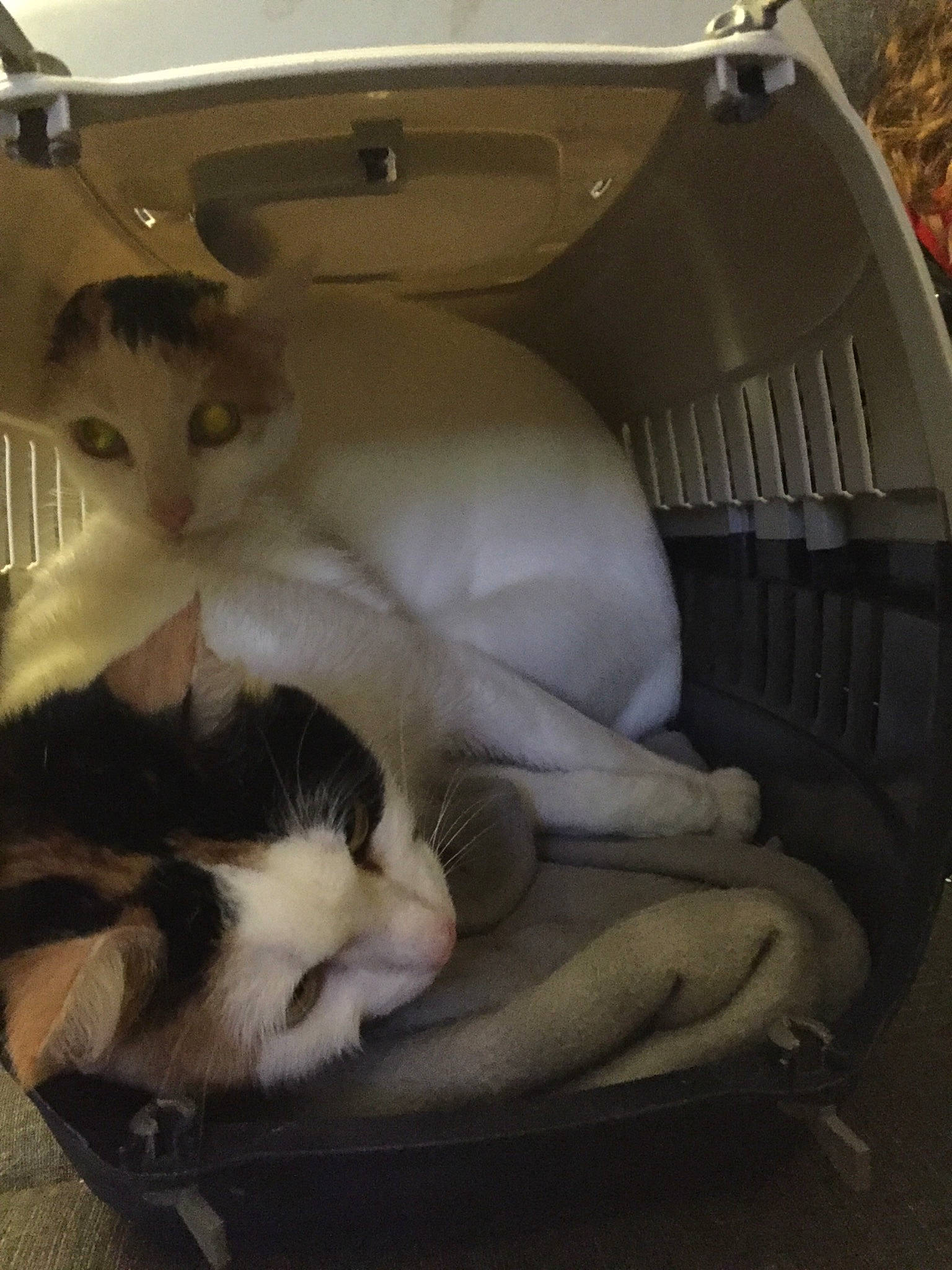 Neige Et Ziya a rejoint le concours — aidez-le/la à gagner de superbes lots ! baggage, car_seat, carnivore, cat, felidae, kitten, small_to_medium_sized_cats, suitcase, vehicle, whiskers