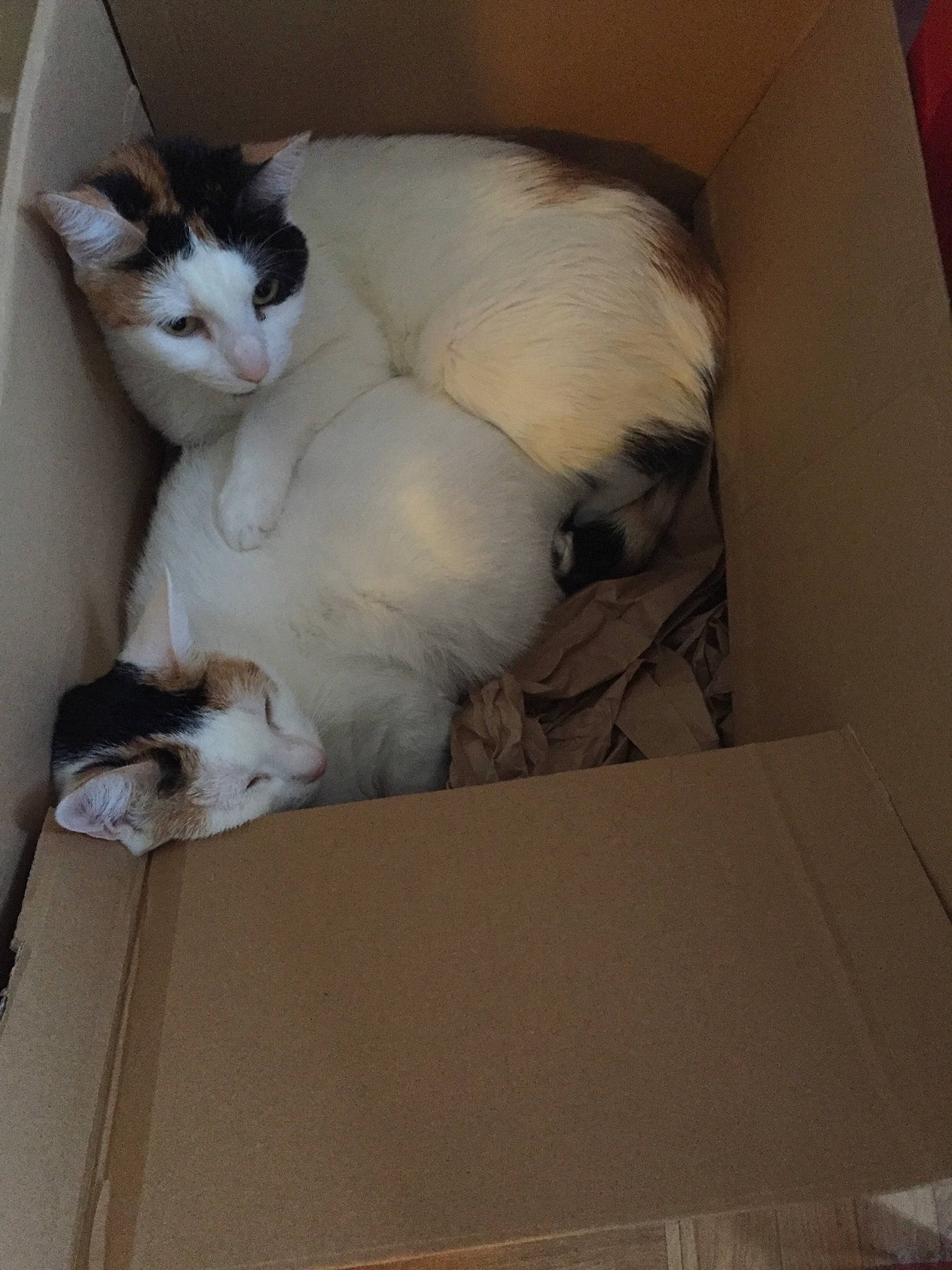 Neige Et Ziya participe au concours pour gagner de l'argent avec cette photo : box, cardboard, carnivore, cat, felidae, fur, japanese_bobtail, kitten, paper_product, small_to_medium_sized_cats, snowshoe, tail, turkish_van, whiskers