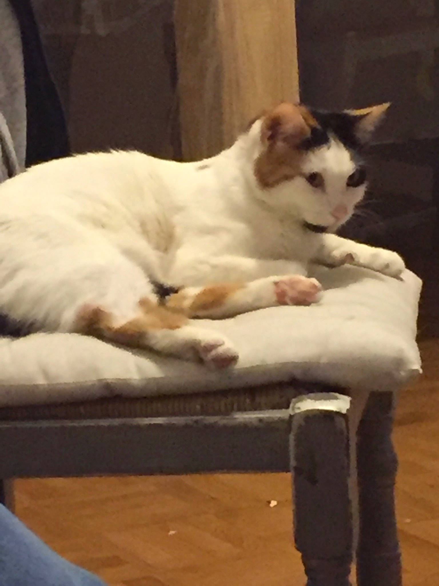 Neige Et Ziya a rejoint le concours — aidez-le/la à gagner de superbes lots ! aegean_cat, asian, carnivore, cat, fawn, felidae, furniture, japanese_bobtail, kitten, small_to_medium_sized_cats, tail, turkish_angora, turkish_van, whiskers