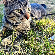 Malachi joined the competition — help win amazing prizes! alert, animal, cat, close_up, daylight, ears, eyes, feline, fur, grass, mammal, nature, outdoor, pet, relaxed, resting, sunlight, tabby_cat, whiskers, wildlife