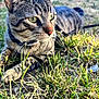 alert, animal, cat, close_up, daylight, ears, eyes, feline, fur, grass, mammal, nature, outdoor, pet, relaxed, resting, sunlight, tabby_cat, whiskers, wildlife