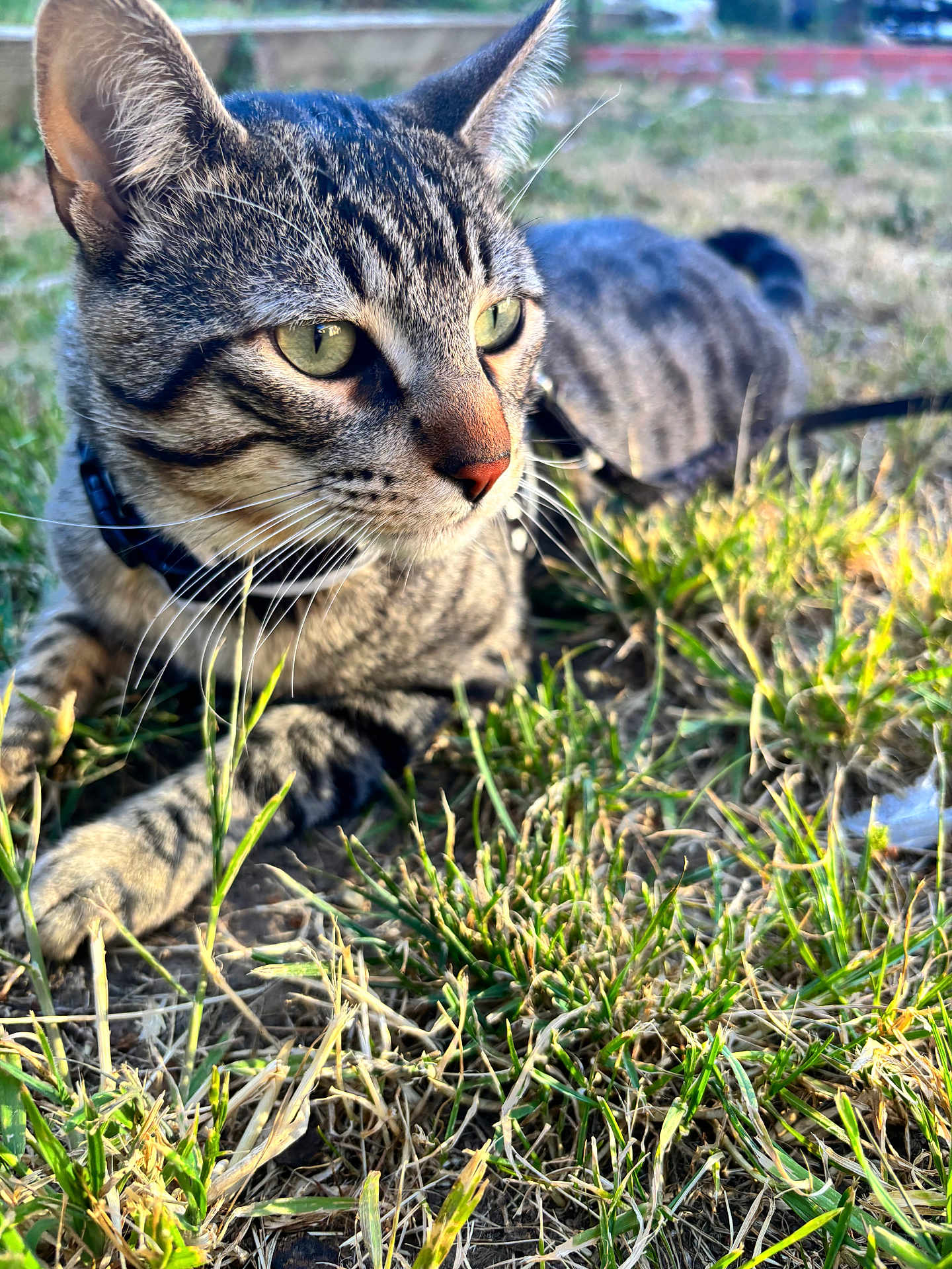 Malachi