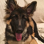Max is registered to the contest to win money with this photo: dog, german_shepherd, puppy, pet, animal, tongue_out, ears, fur, couch, striped_couch, indoor, cute, happy, lying_down, canine, friendly, domestic_animal, muzzle, brown_fur, black_fur