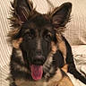dog, german_shepherd, puppy, pet, animal, tongue_out, ears, fur, couch, striped_couch, indoor, cute, happy, lying_down, canine, friendly, domestic_animal, muzzle, brown_fur, black_fur