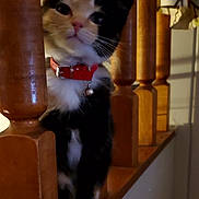 Spruce is registered to the contest to win money with this photo: cat, kitten, calico_cat, collar, bell, wooden_banister, staircase, railing, paws, whiskers, indoor, pet, portrait, closeup, curious, black_and_white, orange_markings, furniture, domestic, sitting