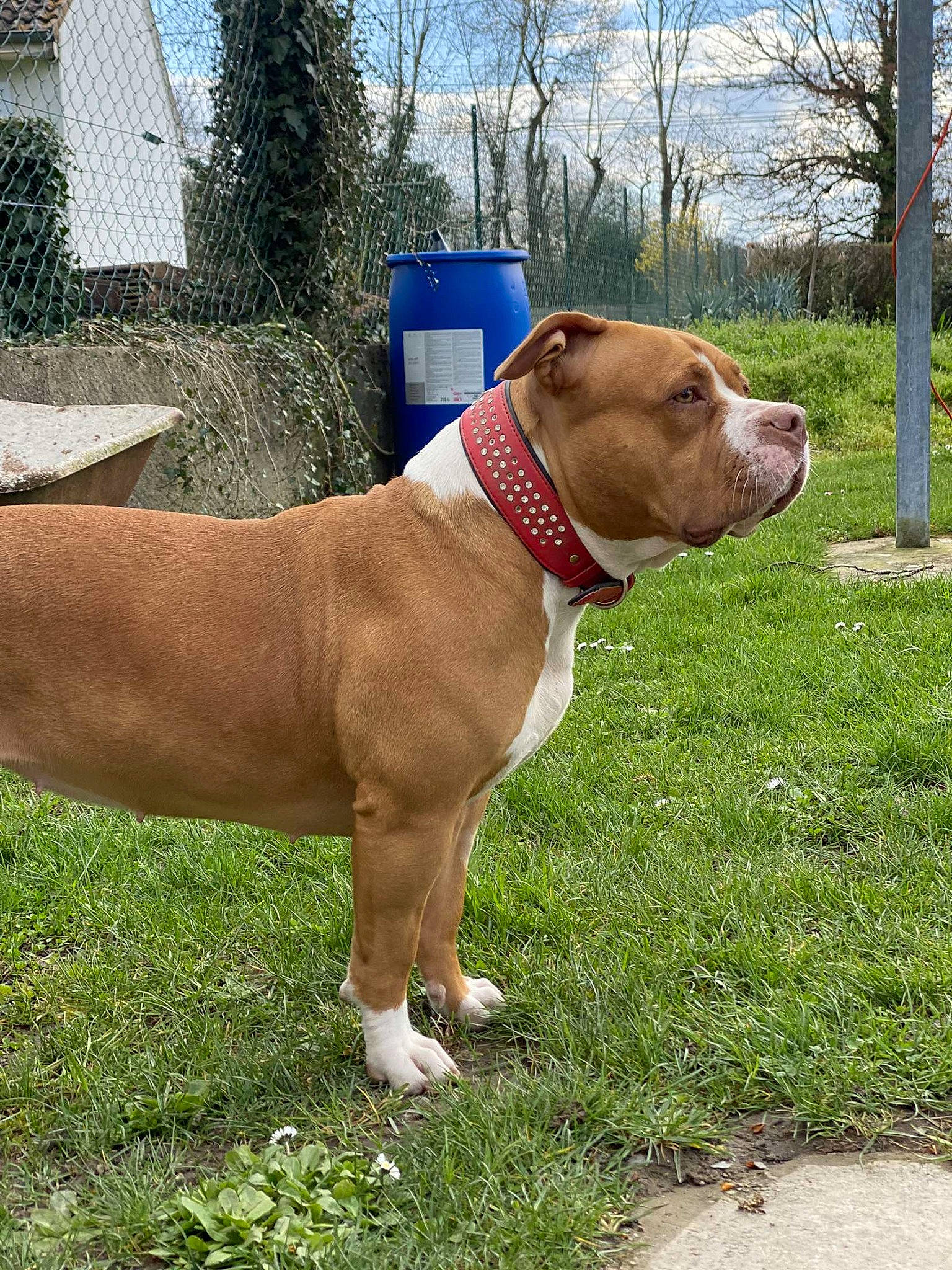 Rymel a rejoint le concours — aidez-le/la à gagner de superbes lots ! canidae, carnivore, cloud, collar, companion_dog, dog, dog_breed, dog_collar, dog_supply, fawn, grass, leash, liver, pet_supply, plant, sky, sporting_group, tail, tree, working_animal