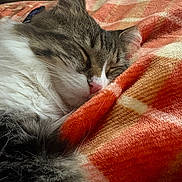 Margaret is registered to the contest to win money with this photo: animal, blanket, cat, closeup, cozy, cute, domestic, feline, fluffy, fur, indoor, orange, pet, pink_nose, relaxed, resting, sleeping, soft, whiskers, white