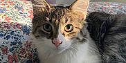 Margaret joined the competition — help win amazing prizes! bed, cat, cozy, curious_eyes, feline, floral_sheet, fur, indoor, pet, pink_nose, poster, relaxed, route_66_sign, soft_light, sunlight, tabby_cat, tail, wall, whiskers, white_fur