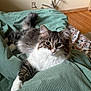 Margaret joined the competition — help win amazing prizes! animal, bedroom, cat, cat_tree, cute, ears, feline, fluffy, fur, green_blanket, indoor, lying_down, pet, relaxed, tabby, tail, whiskers, white_chest, white_paws, wooden_floor