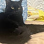Simon is registered to the contest to win money with this photo: black_cat, cat, pet, indoor, bed, pillow, yellow_eyes, fur, relaxed, animal, feline, cozy, home, wall_design, comfort, resting, close_up, cute, domestic_animal, soft_lighting