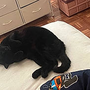 Simon is registered to the contest to win money with this photo: black_cat, cat, sleeping, bed, white_bedspread, blanket, patterned_blanket, wooden_floor, drawer, furniture, indoor, cozy, pet, animal, resting, curled_up, quiet, domestic, cute, relaxed