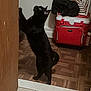 Simon joined the competition — help win amazing prizes! black_cat, cat, standing, indoor, parquet_floor, door_frame, curious, pet, animal, cooler, red_cooler, household_items, wooden_door, floor_tile, looking_up, domestic, feline, home, side_view, paws