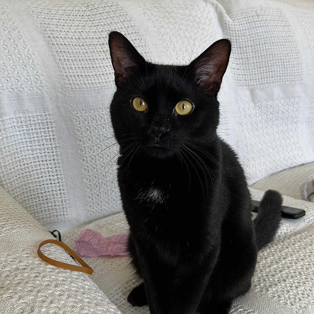 Simon is registered to the contest to win money with this photo: animal, black_cat, cat, closeup, cozy, curious, domestic_cat, ears, feline, furniture, household, indoor, pet, portrait, sitting, tail, textured_fabric, whiskers, white_couch, yellow_eyes