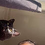 cat, black_cat, person, face, curious, window, curtain, sunlight, shadow, indoor, closeup, looking_up, pet, animal, human, nose_ring, earring, yellow_eyes, whiskers, skin