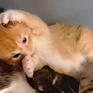 Lala is registered to the contest to win money with this photo: kitten, cat, orange_cat, white_cat, paw, fur, cute, playful, lying_down, pet, animal, sleepy, cozy, soft, indoors, young_cat, feline, resting, close_up, adorable