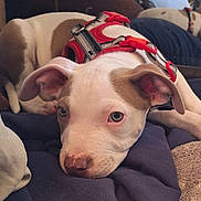 Savage is registered to the contest to win money with this photo: dog, puppy, two_dogs, pit_bull, white_dog, brown_patch, red_harness, floppy_ears, sleepy, lying_down, couch, blanket, indoor, pet, portrait, close_up, cozy, relaxed, brown_nose, animal