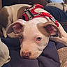 dog, puppy, two_dogs, pit_bull, white_dog, brown_patch, red_harness, floppy_ears, sleepy, lying_down, couch, blanket, indoor, pet, portrait, close_up, cozy, relaxed, brown_nose, animal