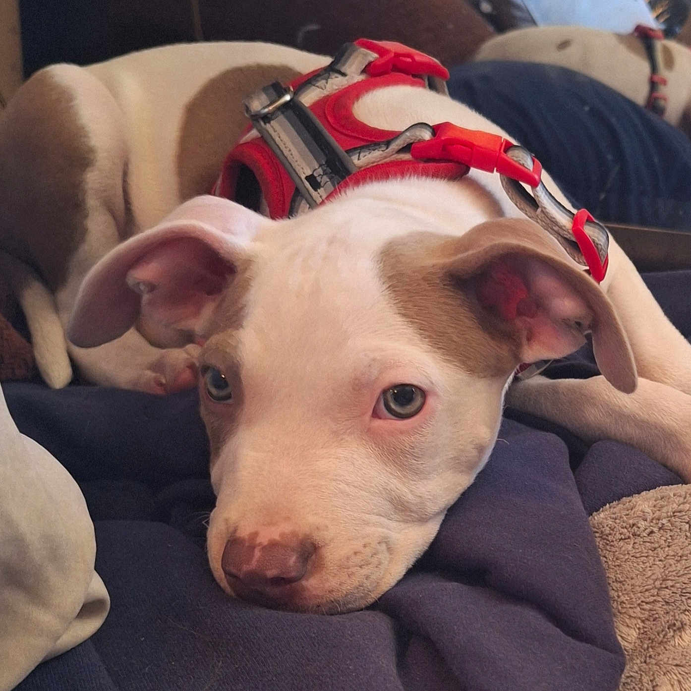 Savage is registered to the contest to win money with this photo: dog, puppy, two_dogs, pit_bull, white_dog, brown_patch, red_harness, floppy_ears, sleepy, lying_down, couch, blanket, indoor, pet, portrait, close_up, cozy, relaxed, brown_nose, animal