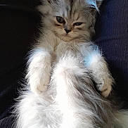 Guyzmo a rejoint le concours — aidez-le/la à gagner de superbes lots ! kitten, cat, fluffy, pet, animal, relaxed, sleepy, fur, cute, small, whiskers, indoor, closeup, mammal, young, feline, resting, adorable, soft, portrait