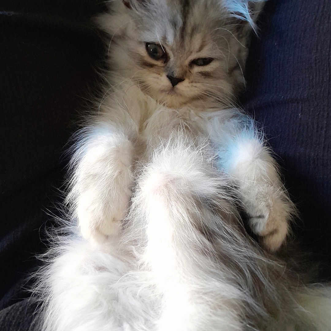 Guyzmo a rejoint le concours — aidez-le/la à gagner de superbes lots ! kitten, cat, fluffy, pet, animal, relaxed, sleepy, fur, cute, small, whiskers, indoor, closeup, mammal, young, feline, resting, adorable, soft, portrait