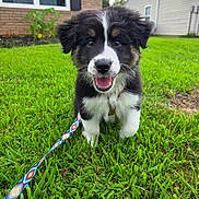Theodore joined the competition — help win amazing prizes! puppy, dog, grass, leash, outdoor, house, smiling, happy, cute, pet, fur, black_and_white, collar, front_yard, nature, animal, playful, young, canine, daylight