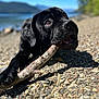 dog, black_dog, playing, stick, chewing, outdoor, lake, rocks, nature, sunlight, closeup, pet, canine, animal, summer, daylight, landscape, water, mountains, happy