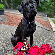 Creed Junior is registered to the contest to win money with this photo: dog, black_dog, collar, dog_tag, flower, pink_flower, butterfly, garden, outdoor, greenery, pathway, pet, animal, nature, closeup, sitting, curious, blurred_background, sunlight, plant