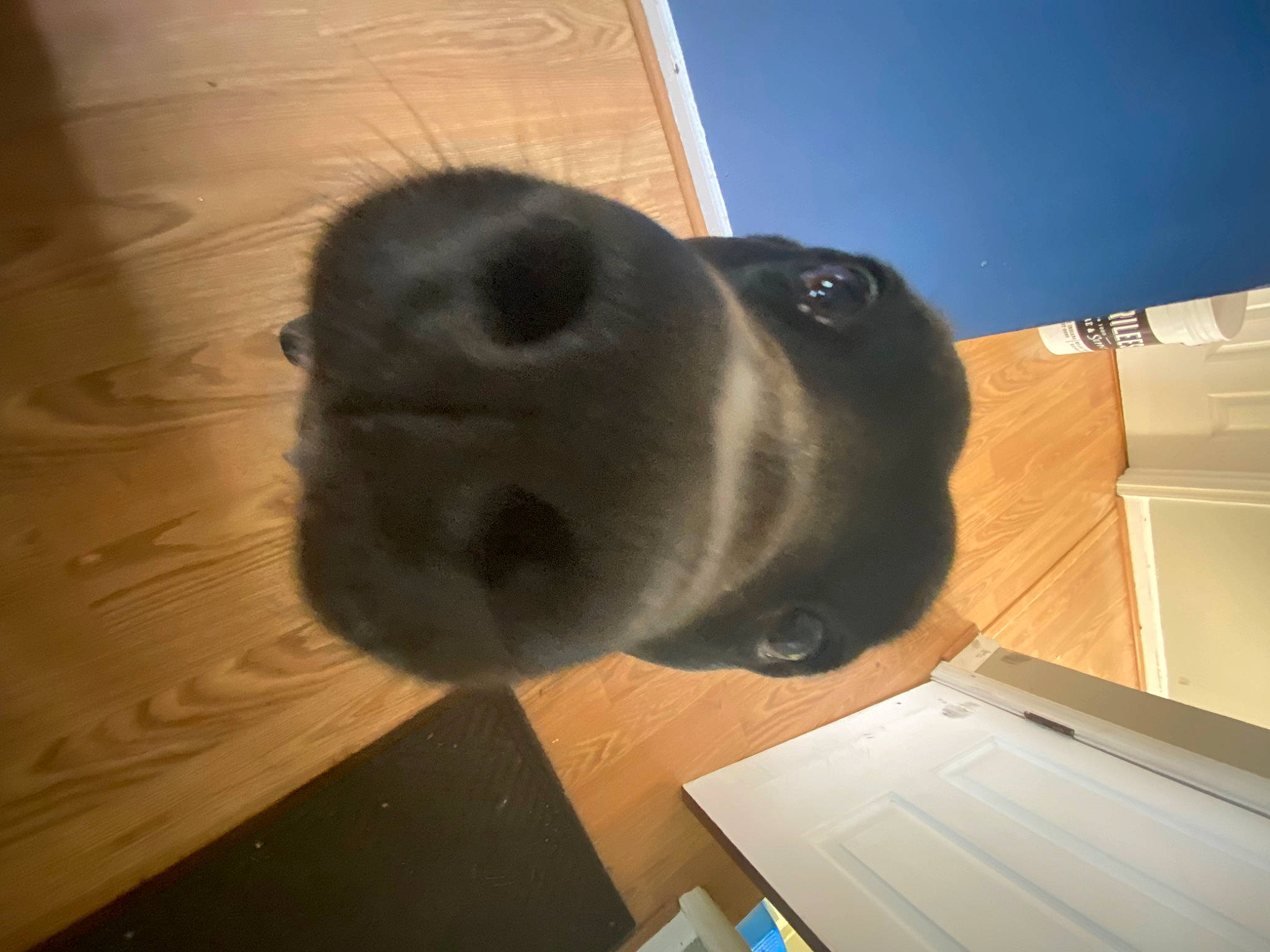 Ozzie is registered to the contest to win money with this photo: carnivore, cloud, companion_dog, dog, dog_breed, fawn, flooring, fur, guard_dog, hardwood, plywood, sky, snout, sporting_group, tail, varnish, whiskers, wood, wood_stain, working_animal