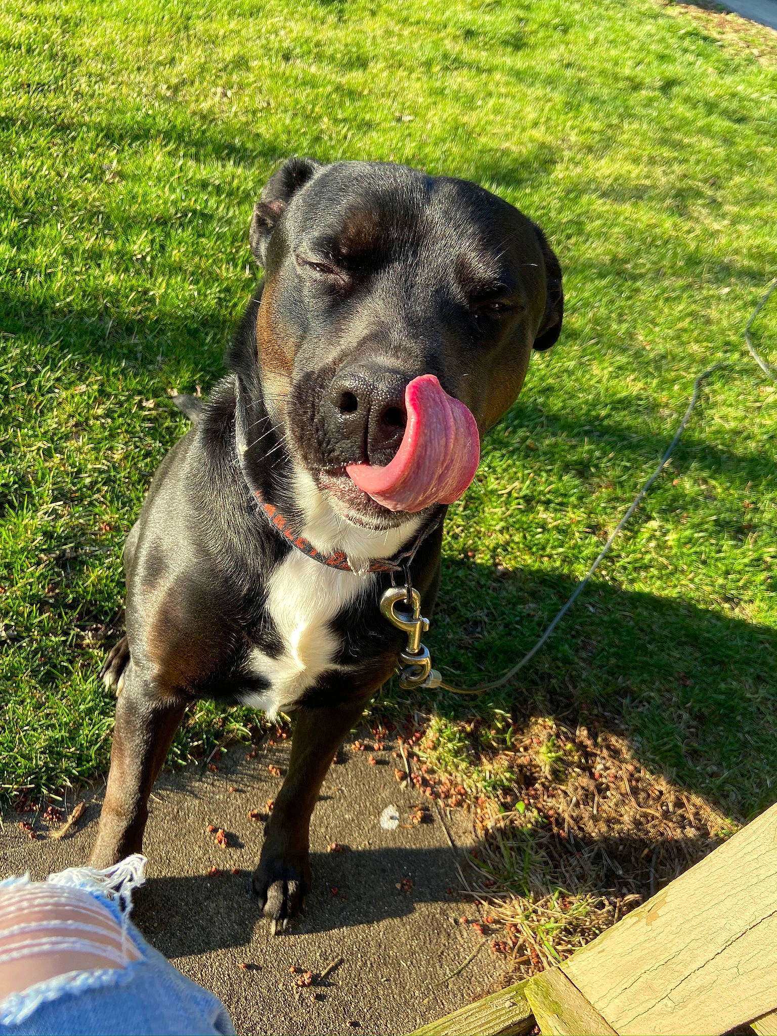 Ozzie is registered to the contest to win money with this photo: borador, canidae, carnivore, collar, companion_dog, dog, dog_breed, dog_collar, fawn, fur, grass, guard_dog, jaw, leash, plant, tail, terrestrial_animal, whiskers, working_animal, working_dog