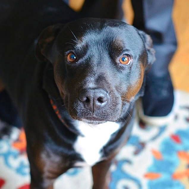 Ozzie is registered to the contest to win money with this photo: borador, canidae, carnivore, collar, companion_dog, dog, dog_breed, electric_blue, fawn, fur, hunting_dog, liver, non_sporting_group, puppy, sporting_group, whiskers, working_animal