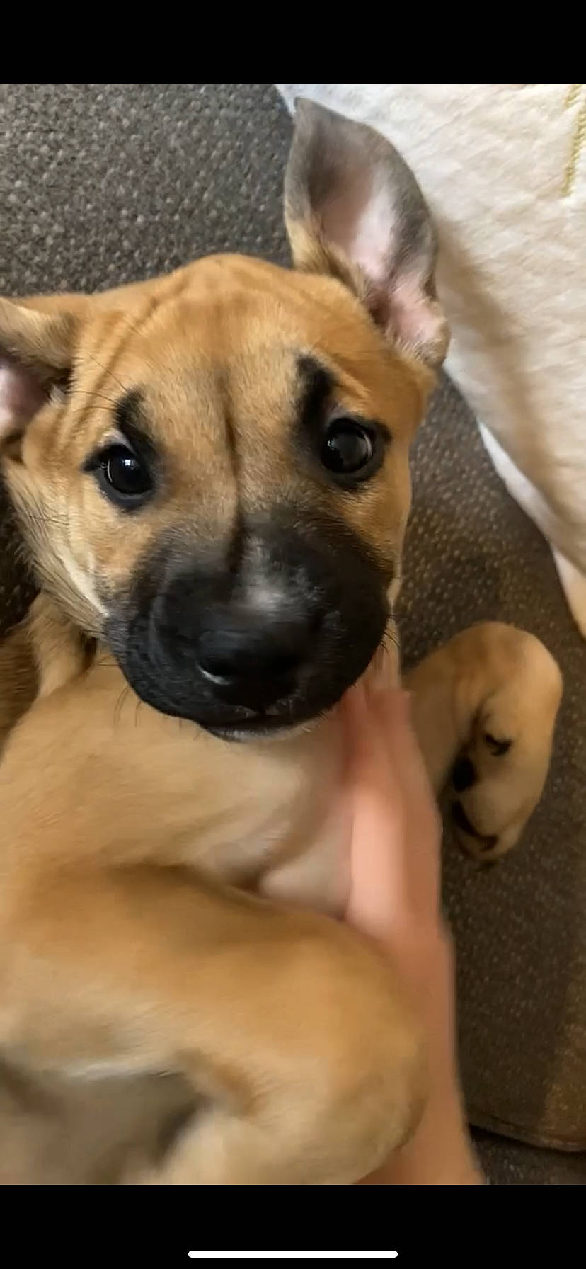 Buttercup joined the competition — help win amazing prizes! ancient_dog_breeds, canidae, carnivore, comfort, companion_dog, dog, dog_breed, ear, fawn, fur, guard_dog, paw, puppy_love, snout, sporting_group, street_dog, terrestrial_animal, toy_dog, whiskers, working_animal