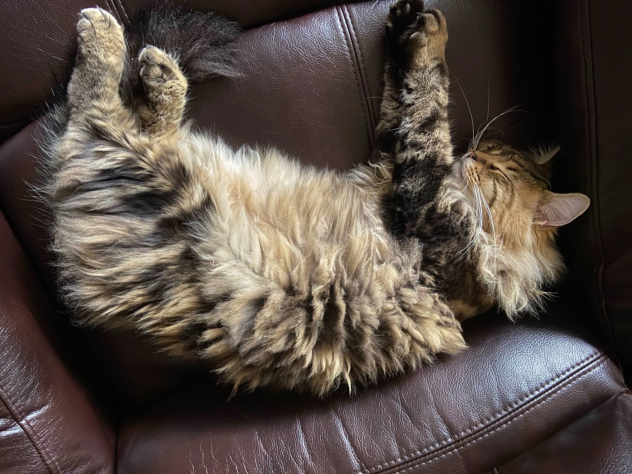 Einstein joined the competition — help win amazing prizes! brown, carnivore, cat, claw, comfort, domestic_short_haired_cat, fashion_accessory, fawn, felidae, foot, fur, human_leg, natural_material, paw, small_to_medium_sized_cats, snout, sporting_group, tail, terrestrial_animal, whiskers