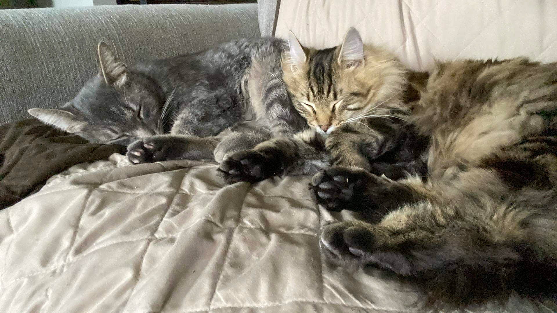 Einstein joined the competition — help win amazing prizes! bed, bed_sheet, carnivore, cat, claw, comfort, domestic_short_haired_cat, felidae, fur, grey, linens, nap, paw, plant, small_to_medium_sized_cats, tail, terrestrial_animal, whiskers