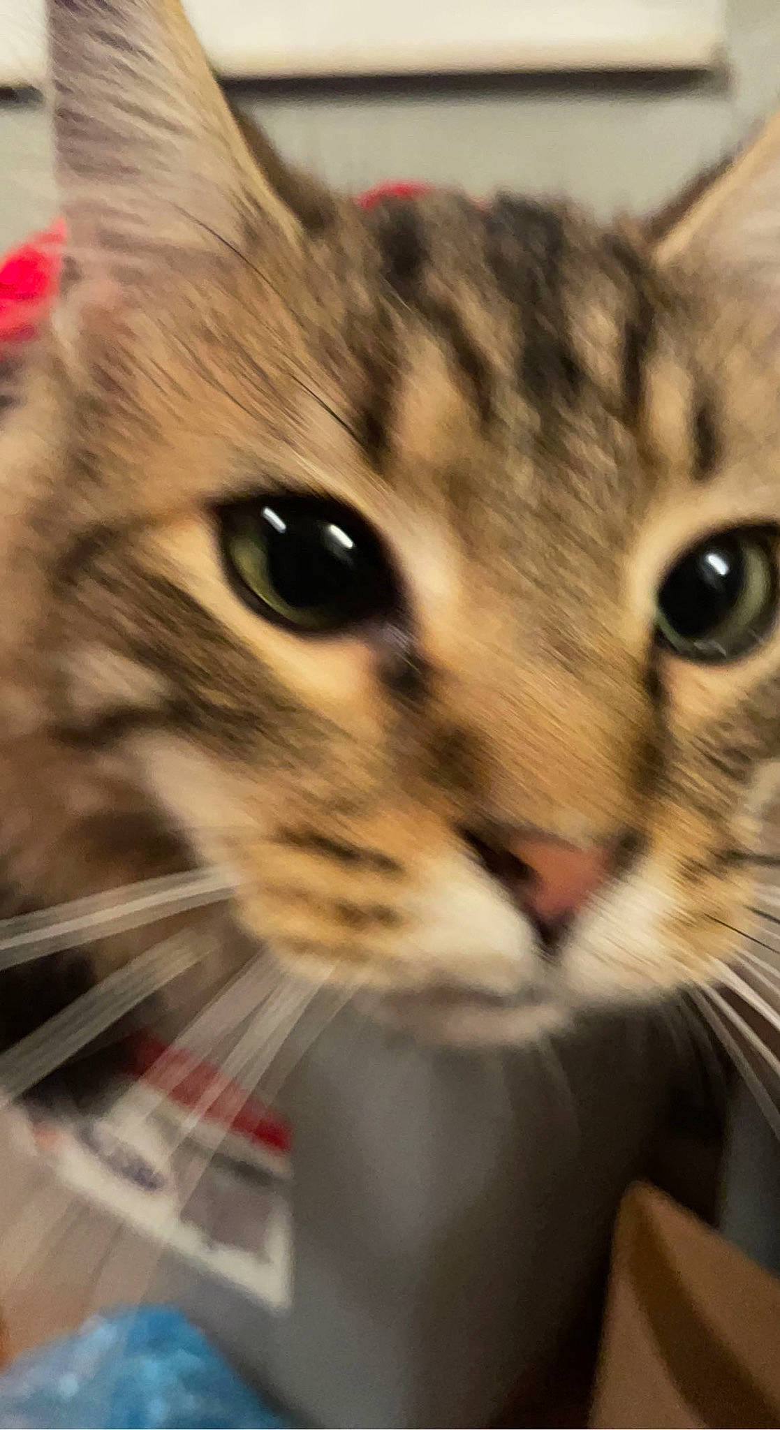 Einstein is registered to the contest to win money with this photo: carnivore, cat, close_up, curious, domestic_short_haired_cat, ear, eye, felidae, fur, head, iris, photography, small_to_medium_sized_cats, snout, terrestrial_animal, whiskers