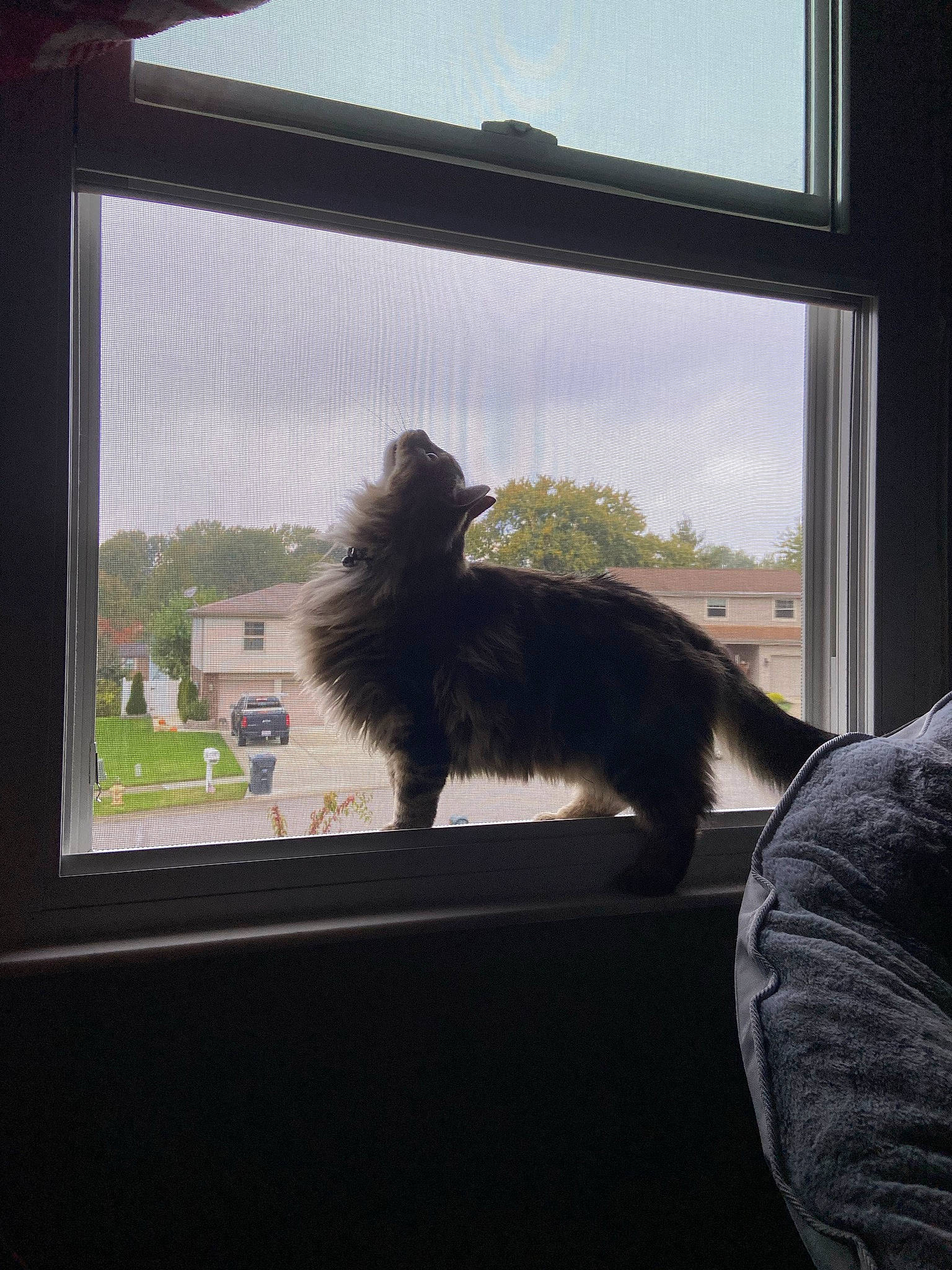 Einstein joined the competition — help win amazing prizes! carnivore, cloud, comfort, companion_dog, dog_breed, felidae, glass, house, interior_design, plant, sash_window, shade, sky, small_to_medium_sized_cats, sporting_group, tail, tints_and_shades, tree, window, window_treatment