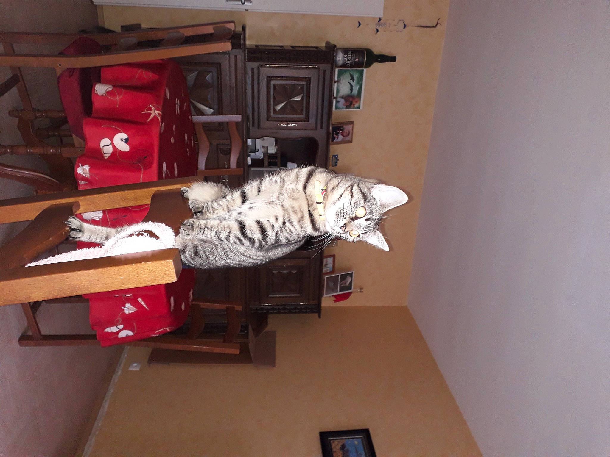 Tigresse participe au concours pour gagner de l'argent avec cette photo : bag, carmine, carnivore, cat, ceiling, door, electrical_wiring, felidae, flooring, hardwood, luggage_and_bags, machine, room, shelf, shelving, small_to_medium_sized_cats, tail, toy, whiskers, wood