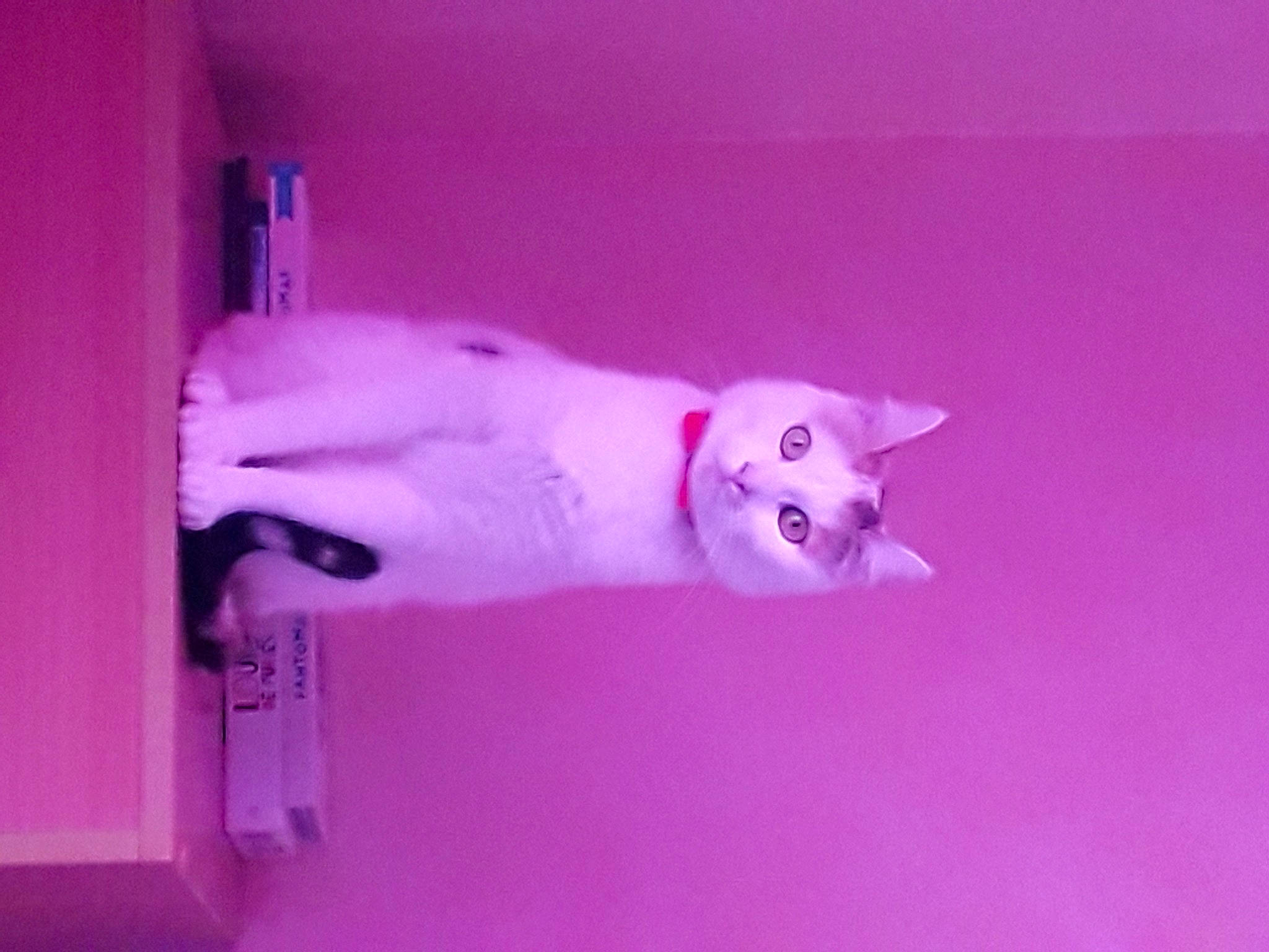 Noisette