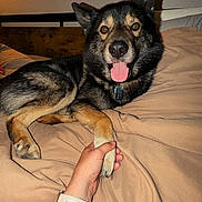 Bane is registered to the contest to win money with this photo: dog, pet, bed, paw, hand, happy, tongue_out, indoor, beige_bedspread, black_coat, tan_coat, comfort, friendship, human_hand, animal, canine, resting, warm_lighting, cozy, smiling