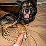 dog, pet, bed, paw, hand, happy, tongue_out, indoor, beige_bedspread, black_coat, tan_coat, comfort, friendship, human_hand, animal, canine, resting, warm_lighting, cozy, smiling