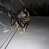 Bane joined the competition — help win amazing prizes! dog, snow, night, leash, trees, outdoor, animal, winter, canine, dark, forest, snowfall, alert, standing, nature, cold, fur, pets, walking, park