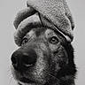 dog, towel, black_and_white, close_up, portrait, pet, fur, animal, headwear, indoors, looking_away, cute, muzzle, whiskers, expression, texture, soft_light, canine, domestic_animal, face
