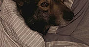 Bane is registered to the contest to win money with this photo: dog, bed, bedding, blanket, striped, cozy, pet, animal, resting, sleepy, fur, ears, indoors, comfort, cute, portrait, relaxed, warm, snug, canine