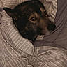 dog, bed, bedding, blanket, striped, cozy, pet, animal, resting, sleepy, fur, ears, indoors, comfort, cute, portrait, relaxed, warm, snug, canine