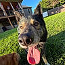 Bane joined the competition — help win amazing prizes! dog, tongue_out, close_up, grass, backyard, sunny, house, porch, blue_sky, happy, pet, canine, outdoor, daylight, animal, fur, ears, nose, tongue, muzzle