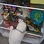bananas, black_ears, coke_zero, collar, curious, dog, floor, food, fridge, grapes, grocery, open_fridge, owner_feet, pet, plastic_bag, slippers, snack, tile_floor, white_dog, yogurt