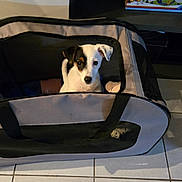Aïko participe au concours pour gagner de l'argent avec cette photo : animal, black_and_white, canine, container, cozy, curious, cute, dog, domestic, floor, household, indoor, looking, pet, pet_carrier, puppy, resting, small_dog, tile_floor, young_dog