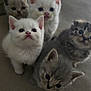 adorable, animal, cat, couch, cozy, curious, cute, ears, eyes, fur, furry, group, indoor, kitten, pets, sitting, small, soft, whiskers, young