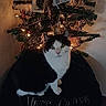Dakoda Ray is registered to the contest to win money with this photo: animal, black_and_white_cat, black_fur, cat, christmas_lights, christmas_tree, cute, decoration, feline, festive, greenery, holiday, home, indoors, ornaments, pet, portrait, sitting, warm_lighting, white_fur